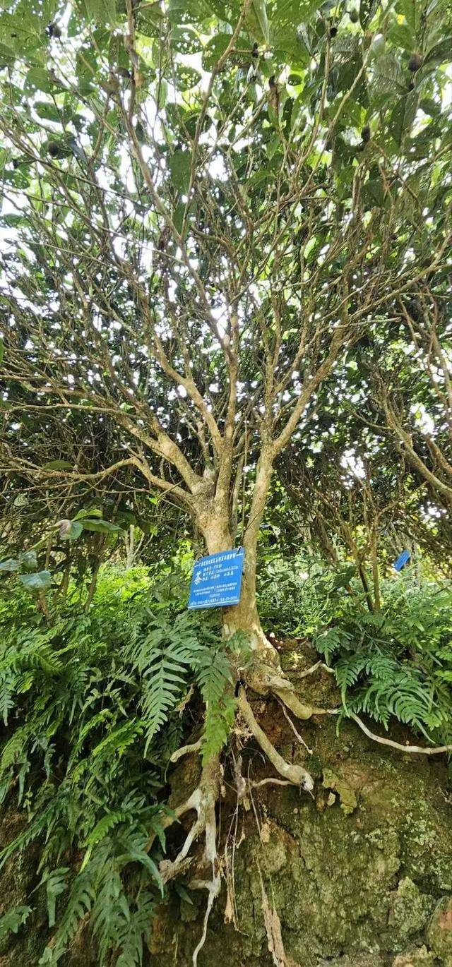 荒野红茶